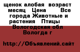 щенок алобая .возраст 1 месяц › Цена ­ 7 - Все города Животные и растения » Птицы   . Вологодская обл.,Вологда г.